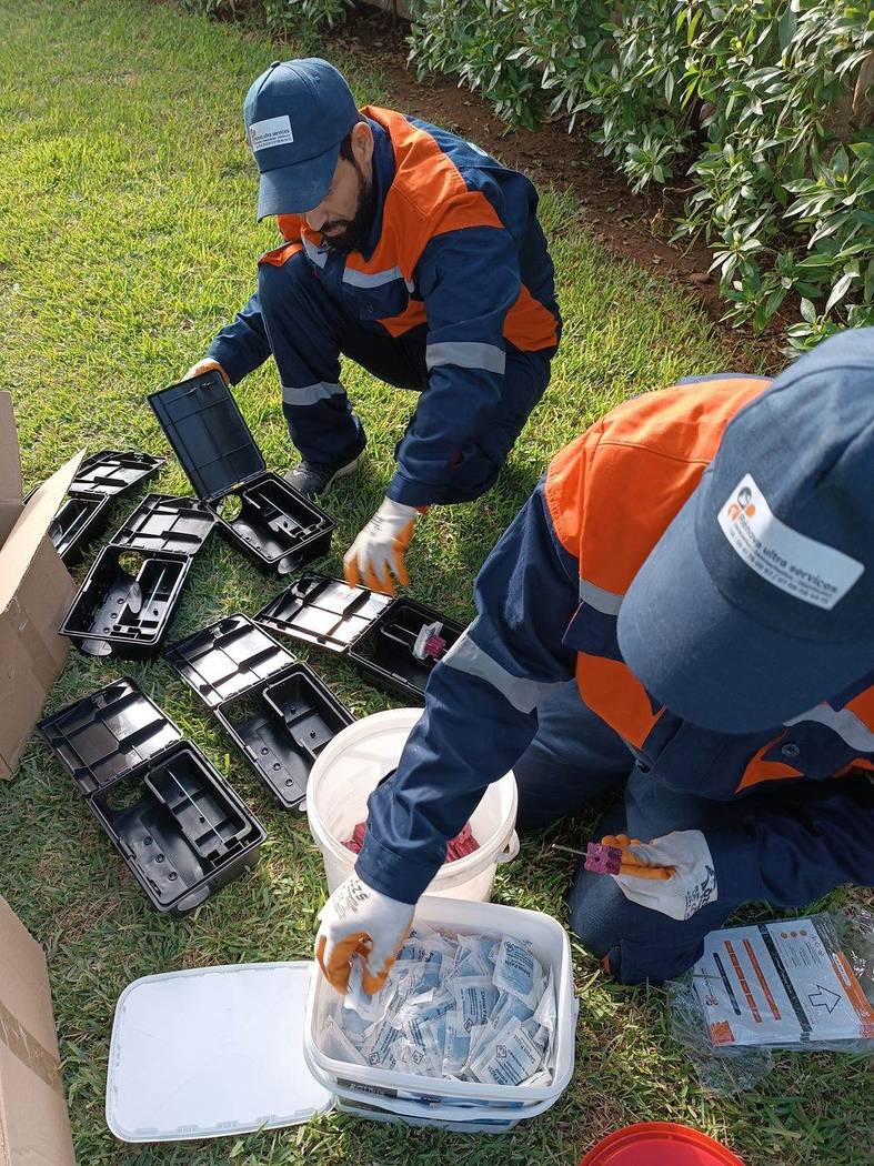 Dératisation à Rabat : techniciens Rénova Ultra Services montant des postes d'appâtage sécurisés et chargeant les blocs rodenticides paraffinés